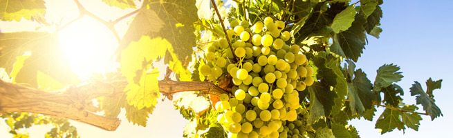 UVAS