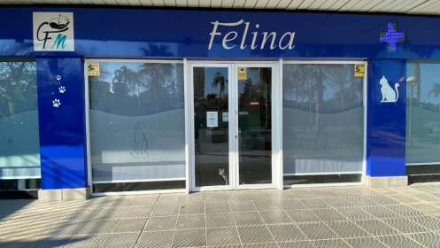 Castración Felina Macho por solo 47,50€ en Clínica Malagat