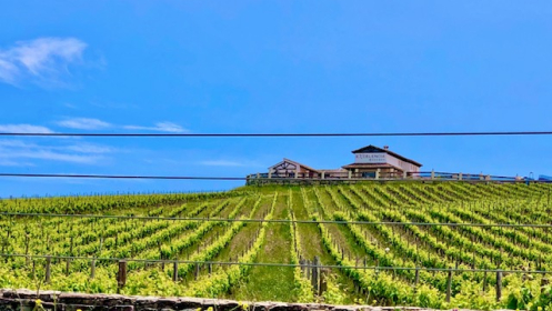 Visita guiada a Bodegas Excelencia con degustación por solo 15€