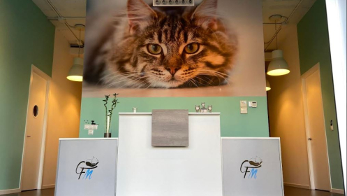 Consulta para tu felino por solo 22€ en Clínica Malagat