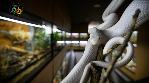 Vive la mejor aventura en familia en SnakeRoom Serpentarium