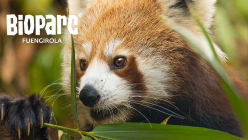 Tu entrada para Bioparc Fuengirola al mejor precio