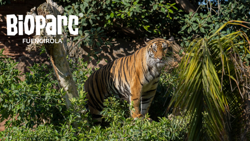 Tu entrada para Bioparc Fuengirola al mejor precio